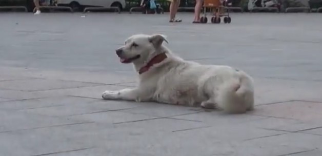 谁家的狗丢啦洛阳一忠犬原地苦等主人7日不走