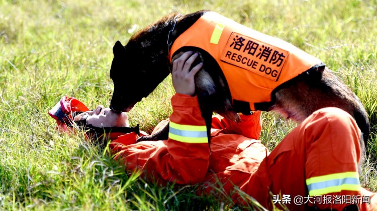 河南洛阳：服役九年功勋搜救犬将于年底退役，它的故事已成传奇