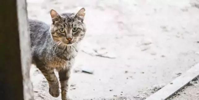 这只好斗的大龄猫当见到小奶猫后，竟做出这种举动令人惊讶……