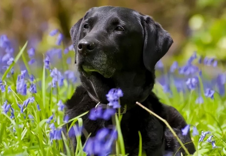 为何拉布拉多犬体味越来越重不用慌试试清理这些地方