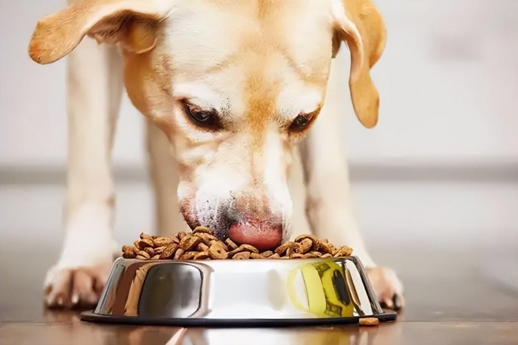 为何拉布拉多犬体味越来越重不用慌试试清理这些地方