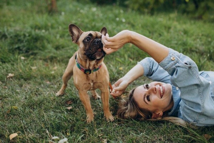 最不忠心的七大狗狗柴犬灵缇纷纷上榜