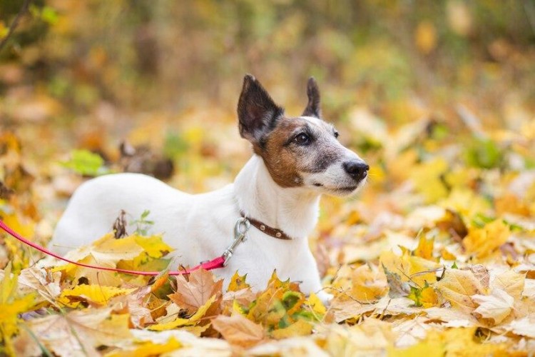 最不忠心的七大狗狗柴犬灵缇纷纷上榜