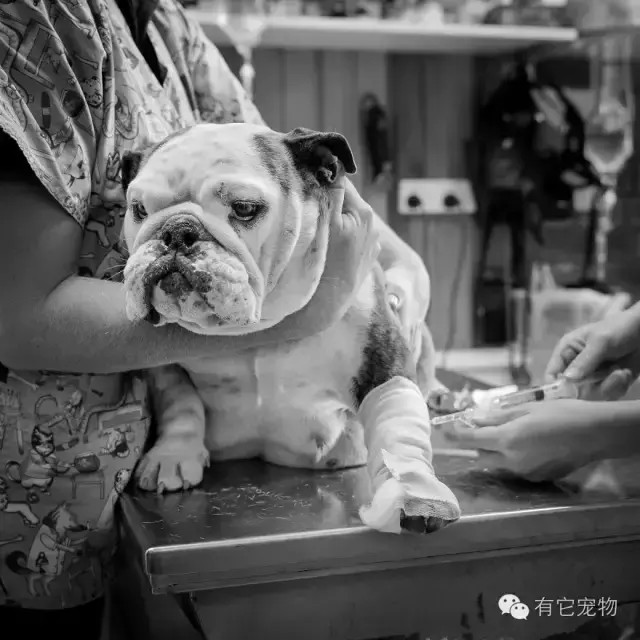 萌宠斗牛犬的出生来只不易血淋漓的画面你见过吗