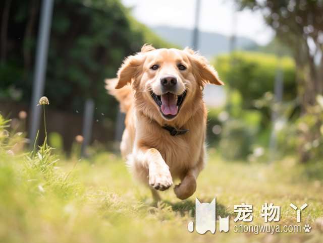 罗威纳是什么犬？